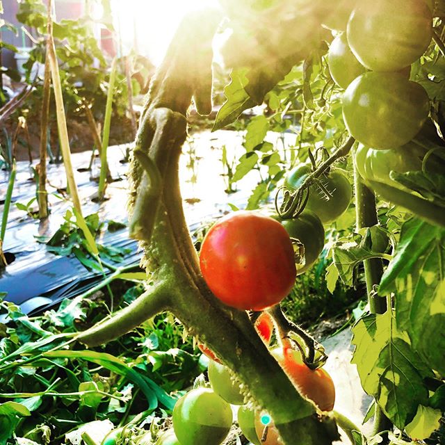 トマトの収穫が始まりました！畑に行く楽しみができた♪#家庭菜園 #菜園 #貸し農園 #サイエナー #わたしの野菜生活 #トマト #フルティカ - 畑での一コマ