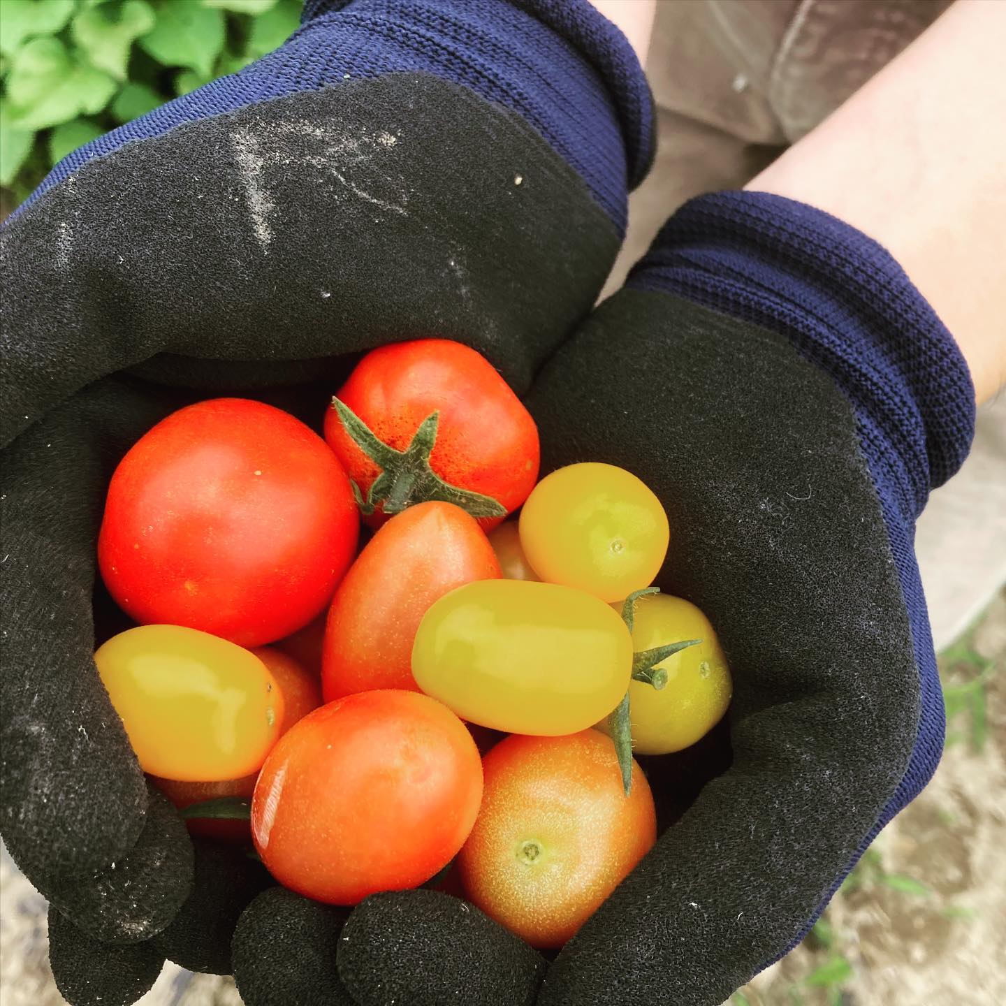 畑作業の水分補給はトマト！少しずつ収穫できるようになってきた。#家庭菜園 #菜園 #貸し農園 #サイエナー #わたしの野菜生活　#トマト - 畑での一コマ